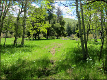 Scenic view of grassy meadow surrounded by aspen and pine trees with shallow creek in the background.