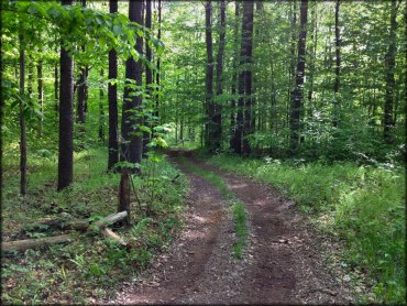 Marienville & Timberline OHV Trails