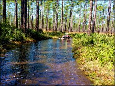 Osceola National Forest Trail