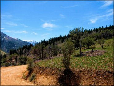 Forest Service Road surrounded by green grass with snow capped mountains in the background.