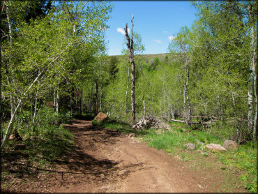 Scenic view of narrow ATV trail winding through an aspen tree forest.