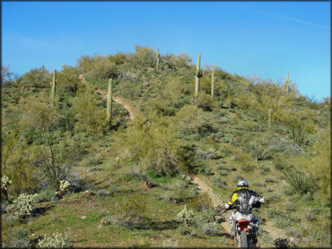 Man on Honda dirt bike going up section of steep and narrow single track surrounded by various barrel and cholla cacti.