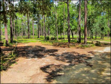 Photo of campsite with picnic tables surrounded by mature shade trees.