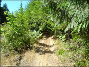 Example of terrain at Low Pass Trail