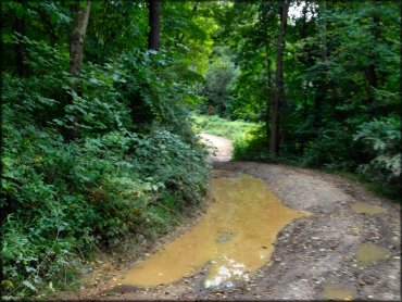 A scenic portion of the ATV trail surrounded by trees and bushes with a shallow mud pit on the side.
