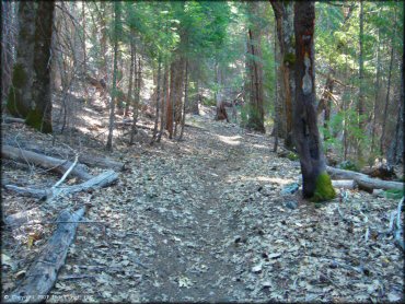 A trail at Pilot Creek OHV Trails