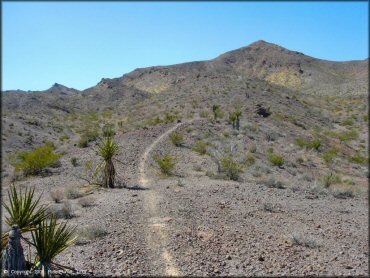 A trail at Nelson Hills Trail