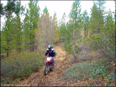 Honda CRF Dirt Bike at Prosser Hill OHV Area Trail