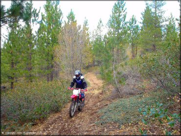 Honda CRF Trail Bike at Prosser Hill OHV Area Trail