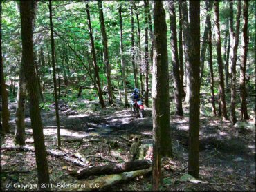 Honda CRF Motorcycle at Beartown State Forest Trail