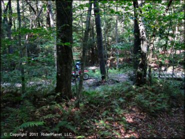 Honda CRF Motorcycle at Beartown State Forest Trail