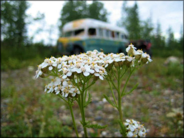 Stampede Trail