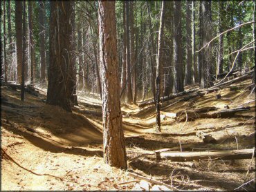 A trail at Elkins Flat OHV Routes Trail