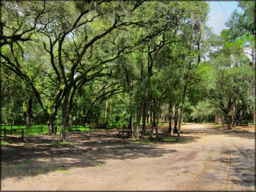 View of campground with shady sites under mature oak trees.