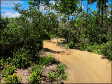 Close up view of sandy ATV trail winding though saw palmetto and sand pine scrub.