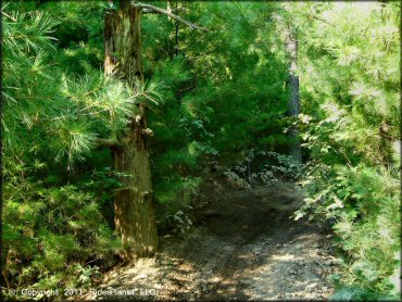 Freetown-Fall River State Forest Trail