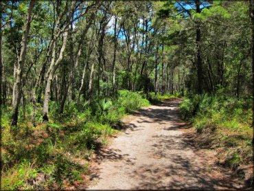 Wandering Wiregrass OHV Trail