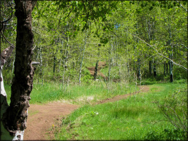 Scenic view of narrow ATV trail winding through an dense aspen tree forest.