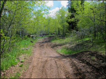 Scenic view of ATV trail surrounded by aspen and pine trees.