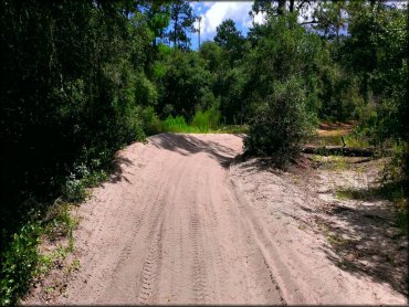 A scenic photo of sandy ATV trail surrounded by lush vegetation and grass.