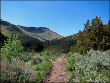 Single track motorcycle trail surrounded by various sage brush, green grass with rolling hills in the background.