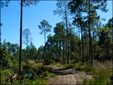 Florida Cracker Ranch Trail