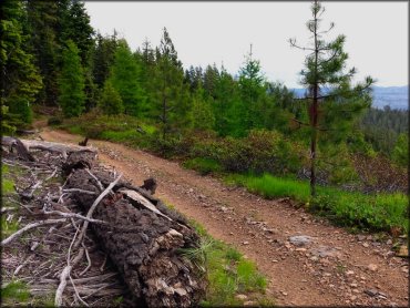 Blue Mountain OHV Trails