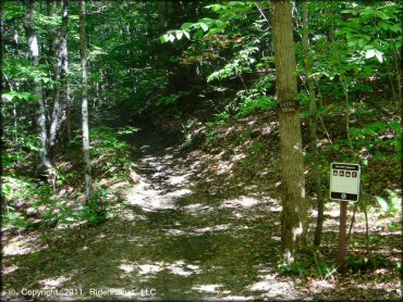 A trail at Beartown State Forest Trail