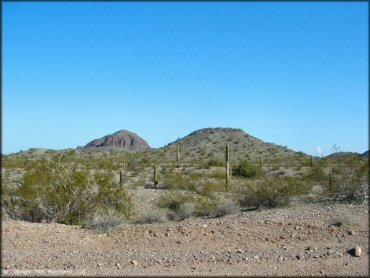 Scenic view of saguaro cactuses in the Sonoran Desert.
