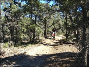 Honda CRF-150 going up sandy ATV trail through the woods.