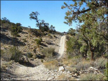 Honda CRF250 going down 4x4 trail.