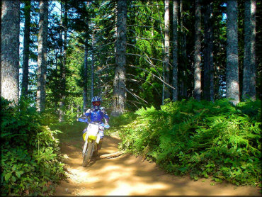 Yellow Suzuki RM100 going through section of twisty trail.