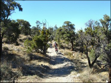 Man on Honda CRF250 dirt bike going through rocky ATV trail.