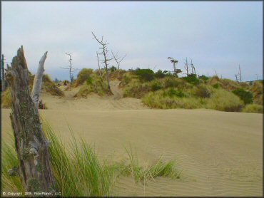 A trail at Oregon Dunes NRA - Florence Dune Area