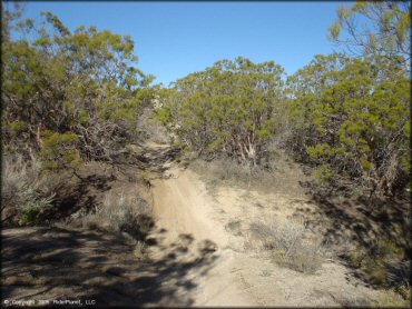 A trail at Lark Canyon OHV Area Trail