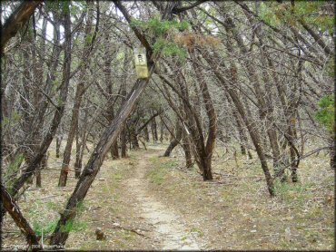Example of terrain at Emma Long Metropolitan Park Trail