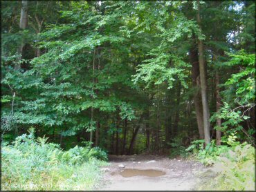 A trail at Pisgah State Park Trail