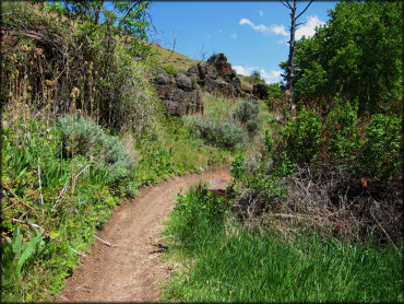 Scenic view of single track motorcycle trail surrounded by various vegetation and sage brush.