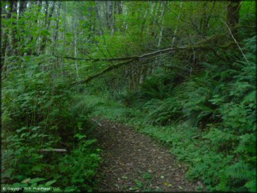 A trail at Trask OHV Area Trail