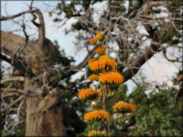 Crown King Trail