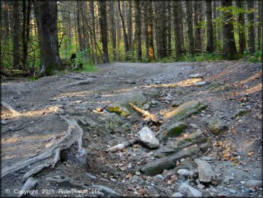 A trail at Pittsfield State Forest Trail