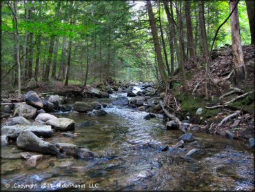 Scenery from Beartown State Forest Trail