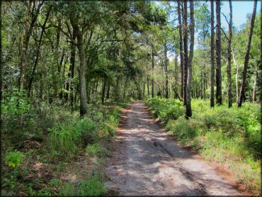 Wandering Wiregrass OHV Trail