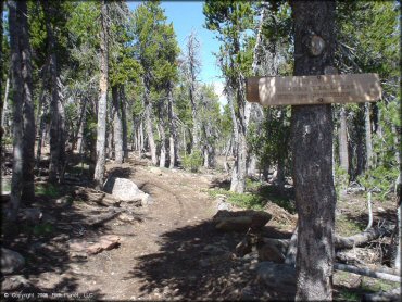 A trail at Crane Mountain OHV Trail