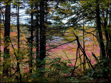 View of lake taken from the trail with fall foliage.