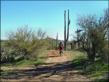 A rider on Honda dirt bike riding on a wide ATV trail surrounded by giant saguaro cacti.