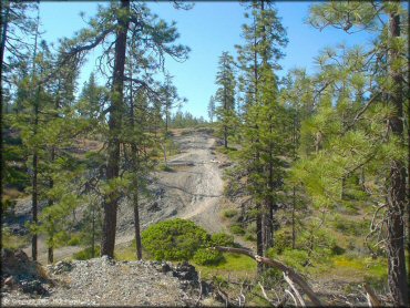 Scenic view of ATV trails and pine trees.