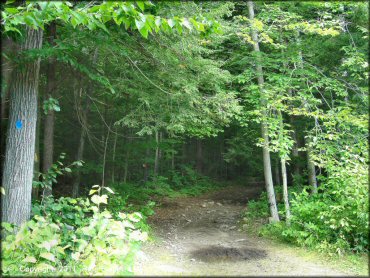 Example of terrain at Pisgah State Park Trail