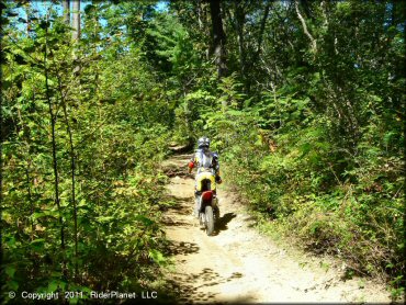 Honda CRF Dirt Bike at Beartown State Forest Trail