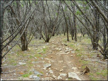 Example of terrain at Emma Long Metropolitan Park Trail